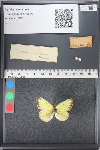 Media type: image;   Entomology 124447